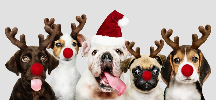 vianoce so psom, bezpečné vianoce so psom