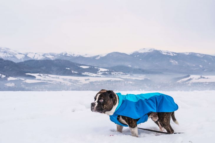 zimná bunda pre psa, bunda pre psa ruffwear, športová bunda pre psa, modrá bunda pre psa, tyrkysová bunda pre psa