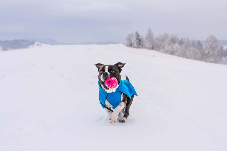 zimná bunda pre psa, bunda pre psa ruffwear, športová bunda pre psa, modrá bunda pre psa, tyrkysová bunda pre psa