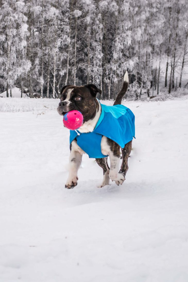 zimná bunda pre psa, bunda pre psa ruffwear, športová bunda pre psa, modrá bunda pre psa, tyrkysová bunda pre psa