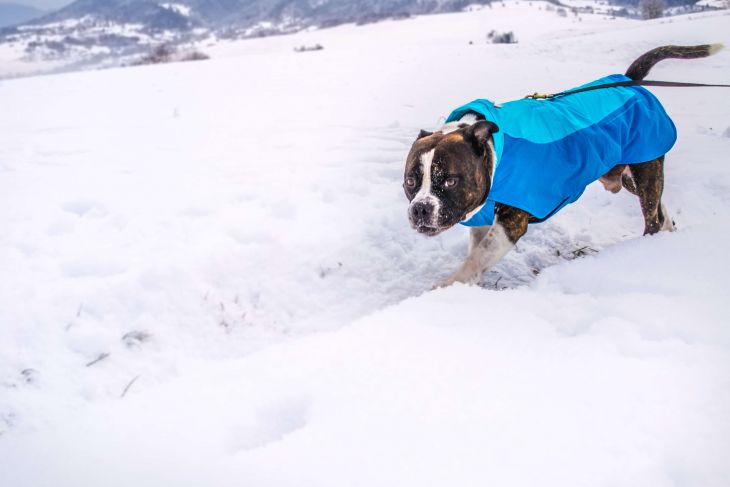 zimná bunda pre psa, bunda pre psa ruffwear, športová bunda pre psa, modrá bunda pre psa, tyrkysová bunda pre psa