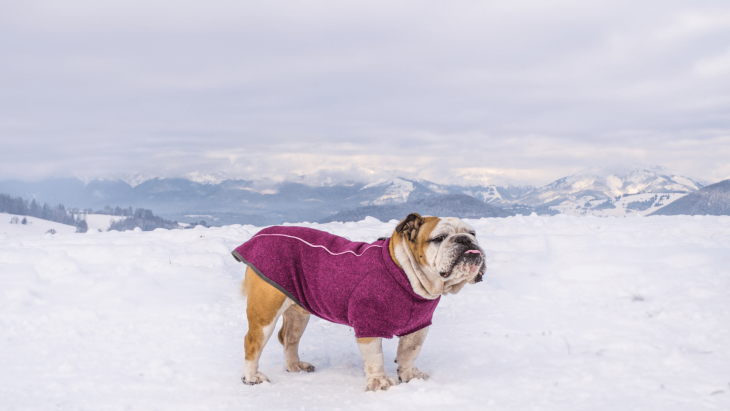 sveter pre psov, bunda pre psov, overal pre psov, ruffwear, fialový sveter pre psov, anglický bulldog, pesbruno