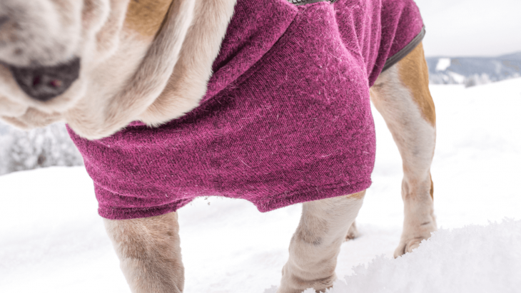sveter pre psov, bunda pre psov, overal pre psov, ruffwear, fialový sveter pre psov, anglický bulldog, pesbruno
