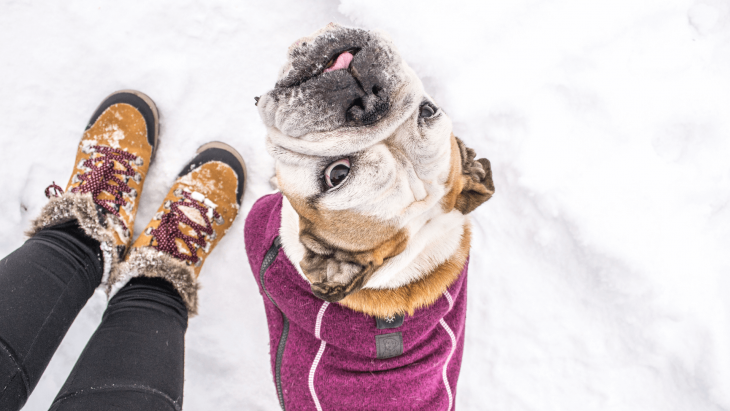 sveter pre psov, bunda pre psov, overal pre psov, ruffwear, fialový sveter pre psov, anglický bulldog, pesbruno