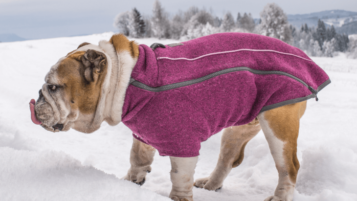 sveter pre psov, bunda pre psov, overal pre psov, ruffwear, fialový sveter pre psov, anglický bulldog, pesbruno