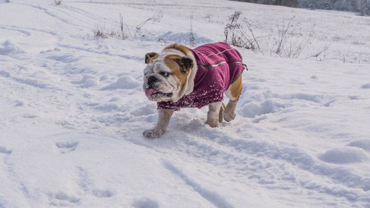 sveter pre psov, bunda pre psov, overal pre psov, ruffwear, fialový sveter pre psov, anglický bulldog, pesbruno