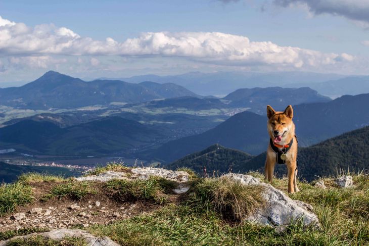Tip na turistiku so psom Osnica (vrch)