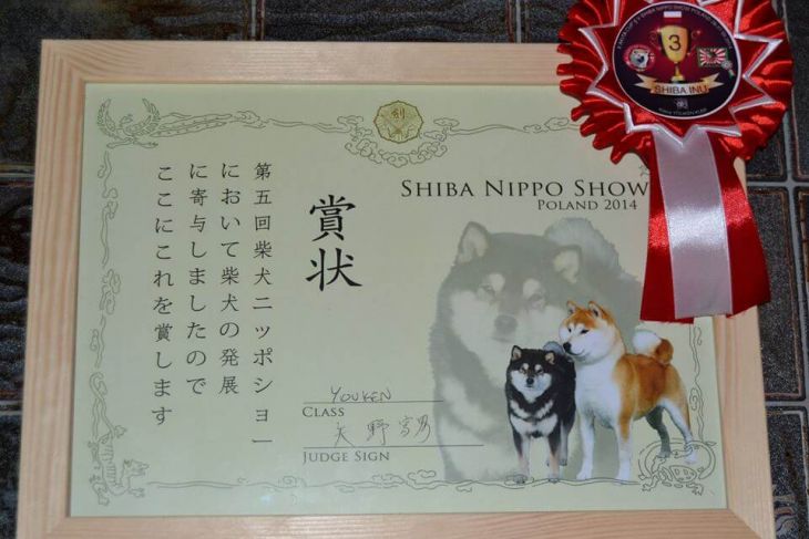 nippo show diplom