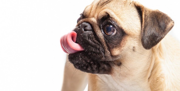 mops pugs mops pug pes bruno mops pugs mops pug pes bruno