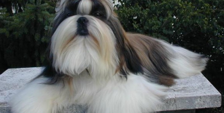 Ši-cu (Shih tzu) | Pes Bruno