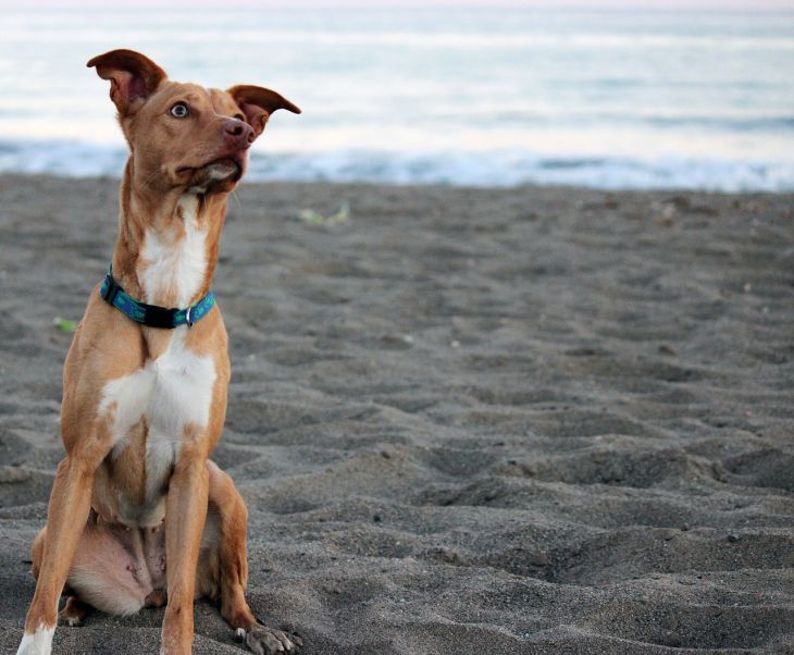 podenco-ibinenco-ibizan-hound-plemeno