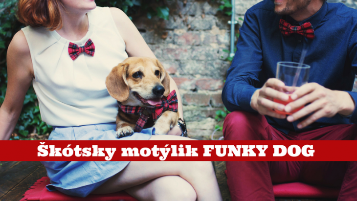 motýlik pre psa, funky dog, pes bruno