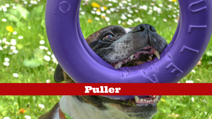 puller, pes, vianočný darček pre psa