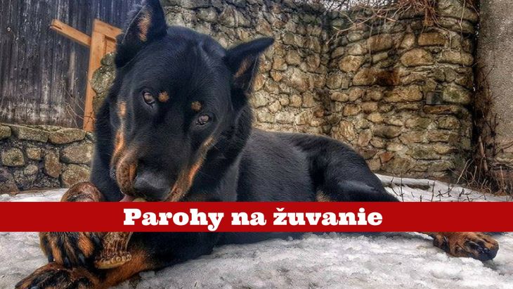 parohy pre psov, pes bruno