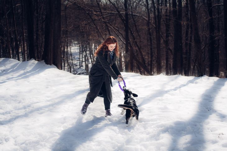 puller, puler, sport dog puller, corgi, pes bruno