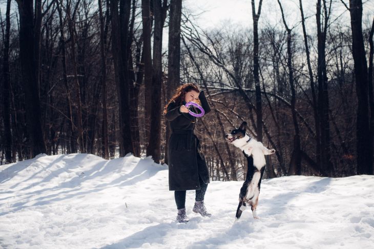 puller, puler, dog puller sport, corgi, pes bruno