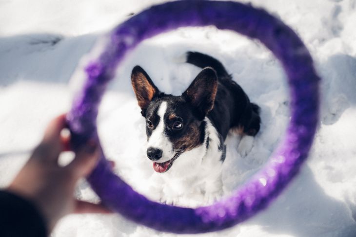 puller, puller sport, corgi, corgi kardigan, brunov obchodik, pes bruno