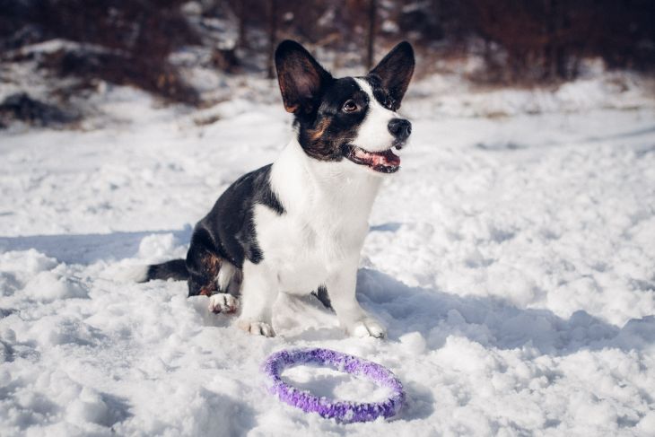 puller, puler, sport dog puller, corgi, pes bruno