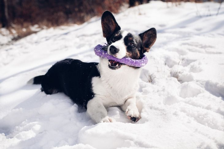 puller, dog puller sport, corgi, pes bruno