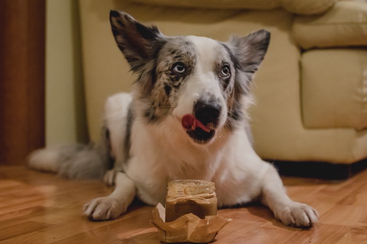 pes a arašidové maslo, arašidové maslo pre psov