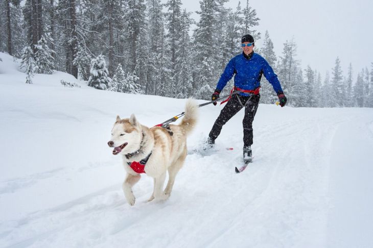 pesbruno, skijoring, postroj na skijoring, postroj pre psa, psie športy