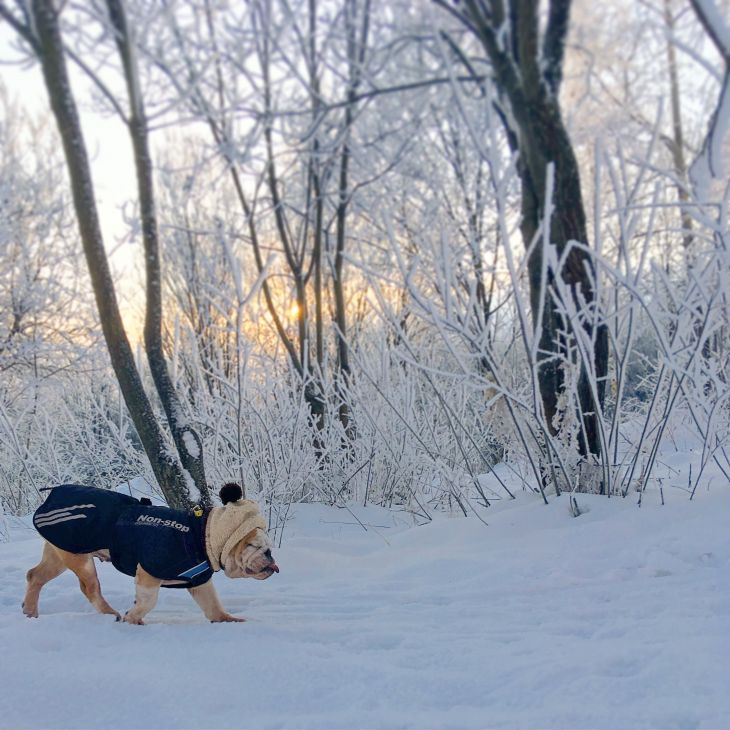 bunda pre psa, kabát pre psa, anglický bulldog, pes bruno