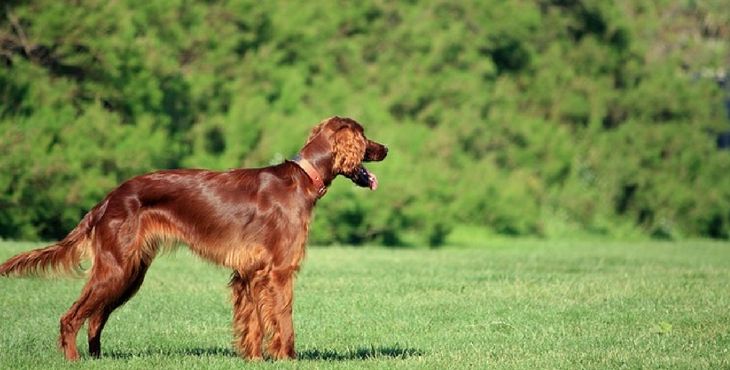 Seter Pes Írsky seter (Irish Setter, Irský Setr) | Pes Bruno