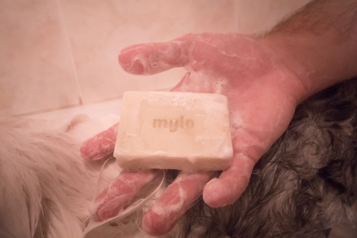 mylo, mydlo pre psov, repelentné mydlo, kozmetika pre psov, ve shandor photography, pes bruno