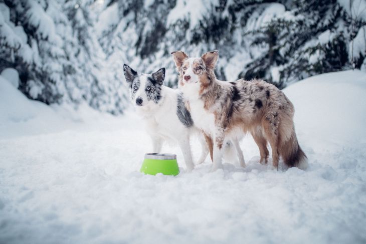 miska pre psa, odolná miska pre psa, Miska pre psa Ruffwear Basecamp™ , jedlo pre psa, výlet so psom