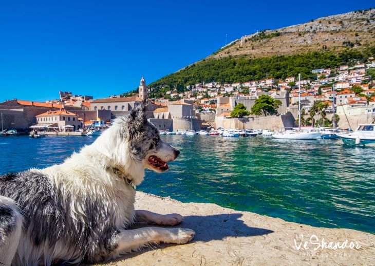 dubrovník, so psom k moru, dovolenka so psom, pes v chorvátsku, 