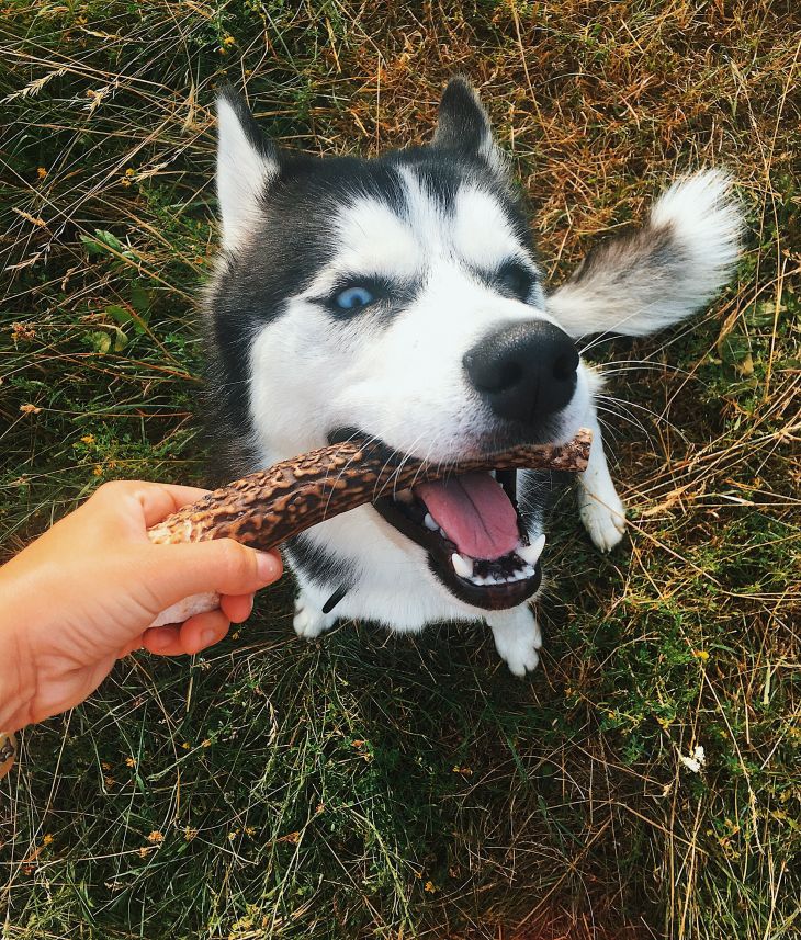 husky, sibírks husky, parohy pre psov, jelení paroh pre psa, žuvačky pre psov z parohov