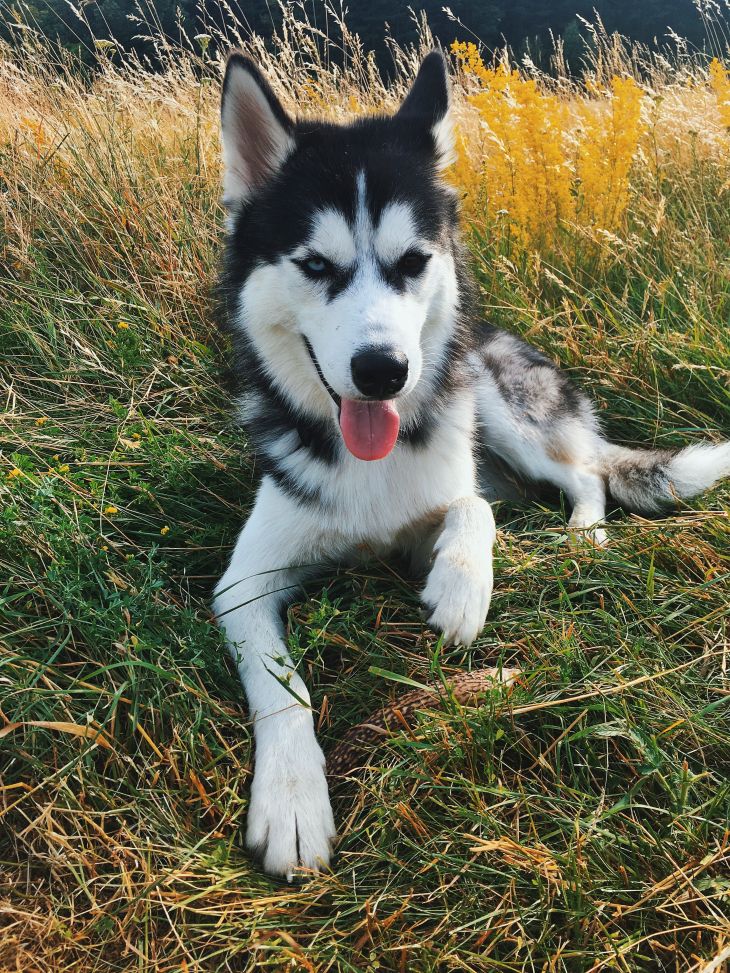 husky, sibírks husky, parohy pre psov, jelení paroh pre psa, žuvačky pre psov z parohov