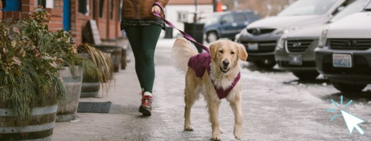 zimná bunda pre psa