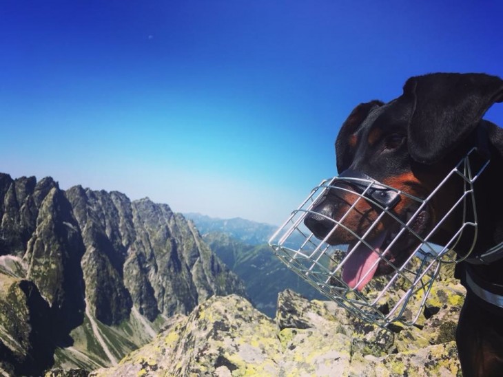 doberman, súťaž s brunom, portál o psoch