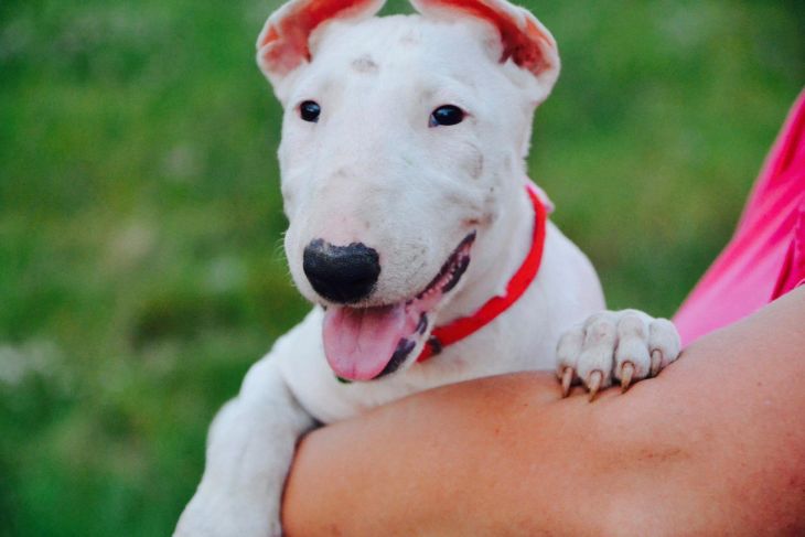 bullterrier rescue slovakia