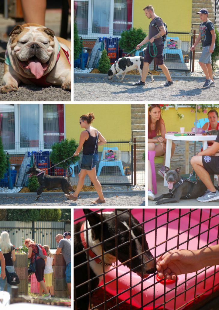 bullterrier rescue slovakia