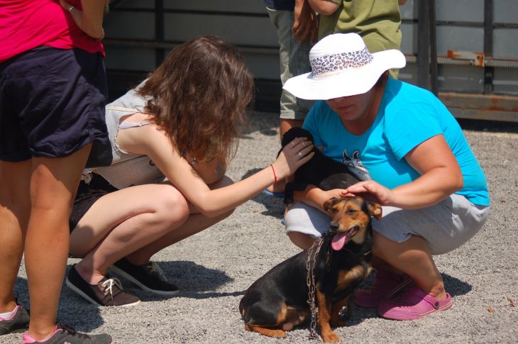 bullterrier rescue slovakia