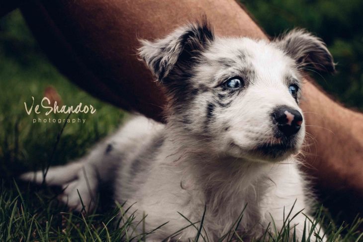 život s borderkou, Nabu a Jada, ve shandor photography, border kólia, pes bruno