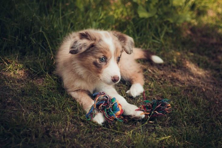život s borderkou, Nabu a Jada, ve shandor photography, border kólia, pes bruno