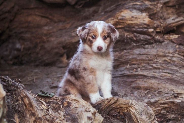 život s borderkou, Nabu a Jada, ve shandor photography, border kólia, pes bruno