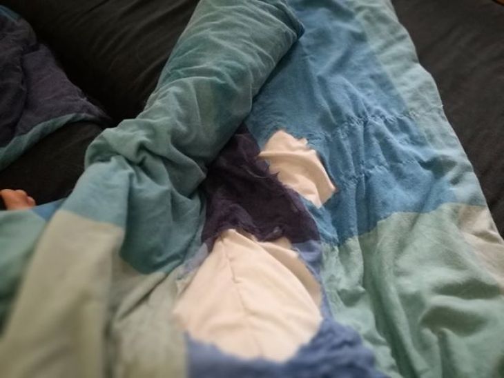 pes zjedol perinu, život s borderkou, border kólia, neposlušný pes