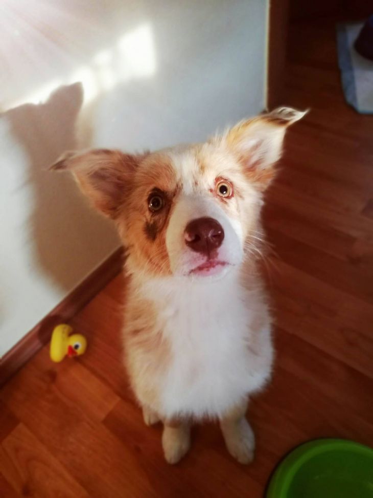 život s borderkou, border kólia