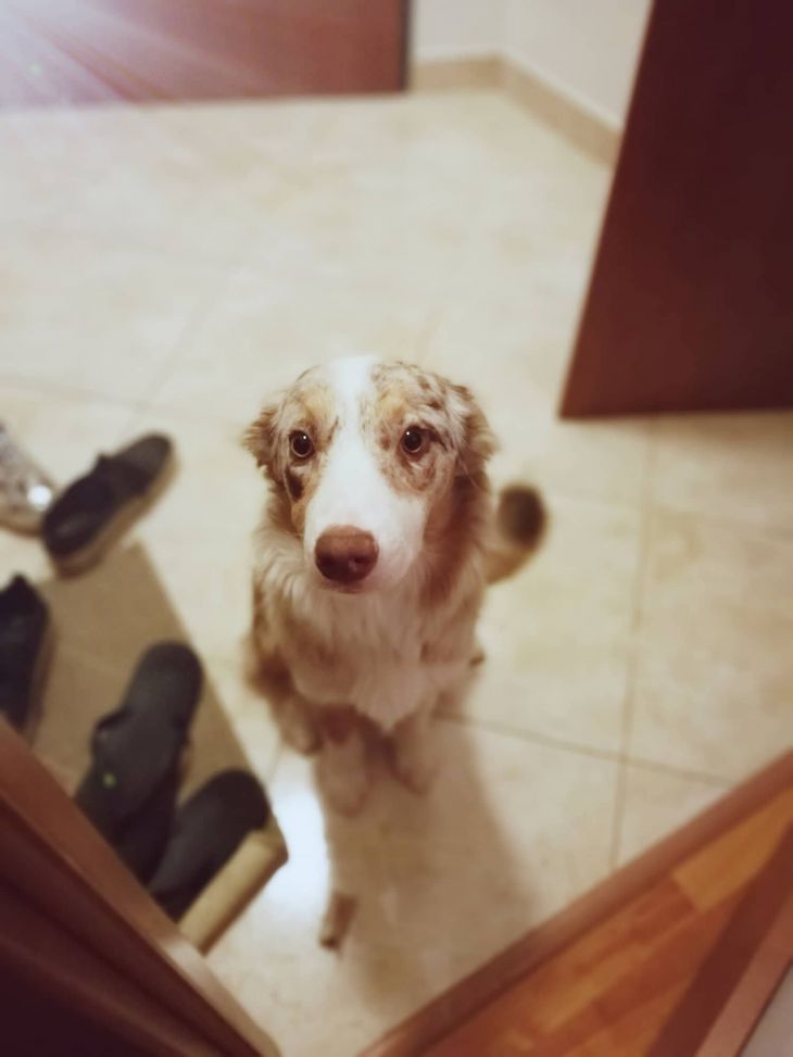 život s borderkou, nevinný pohľad, border kólia