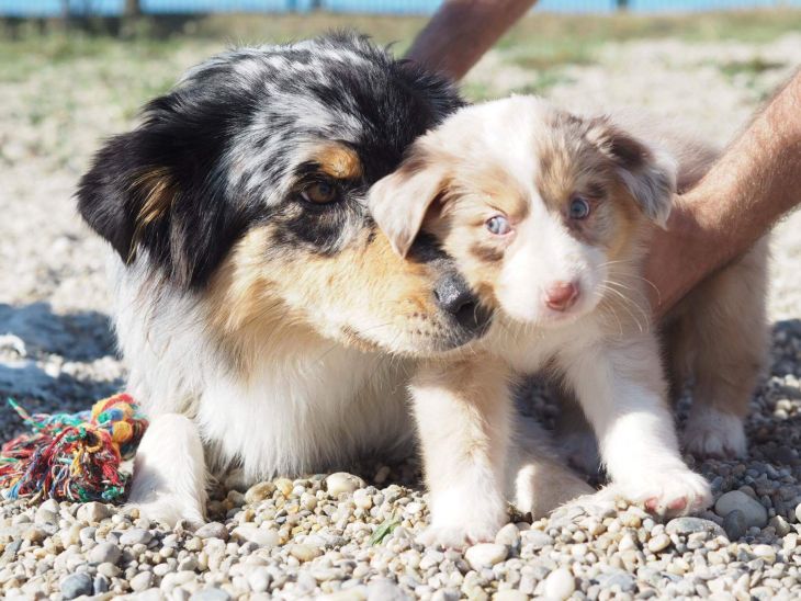 border kólia, Nabu a Jada, ve shandor photography, pes bruno, blog o psoch