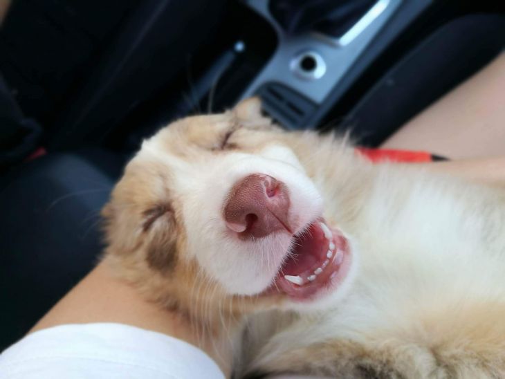 border kólia, Nabu a Jada, ve shandor photography, pes bruno, blog o psoch