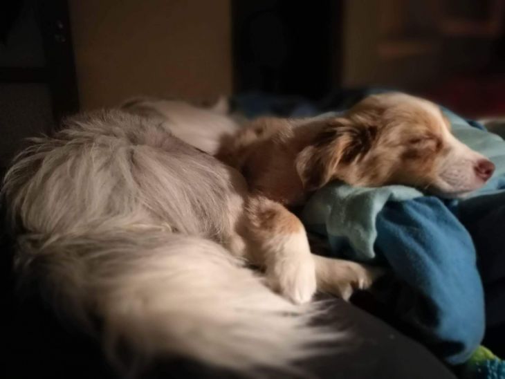 border kólia, Nabu a Jada, ve shandor photography, pes bruno, blog o psoch