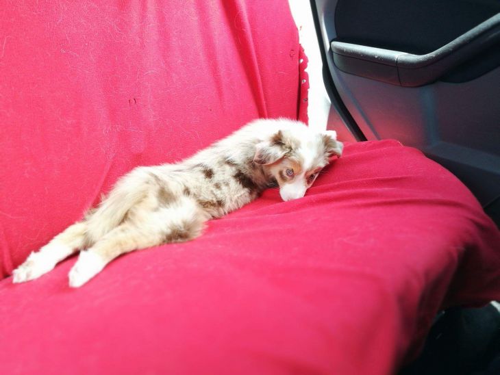 border kólia, Nabu a Jada, ve shandor photography, pes bruno, blog o psoch